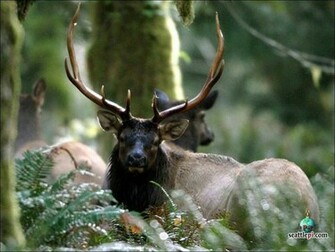 HD Wallpaper Elk