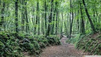 Summer At La Fageda D En Jord 4k HD Desktop Wallpaper For