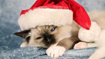 Funny Kittens On Wheel Exclusive HD Wallpaper
