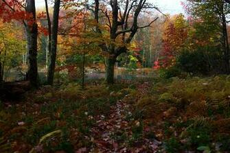 Wallpaper Background File Beautiful Forest Lake Fall