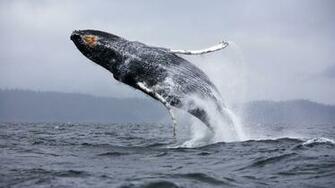 HD Wallpaper Desktop Whale