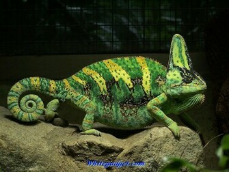 Chameleon Wallpaper