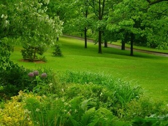Green Forest Wallpaper Colors