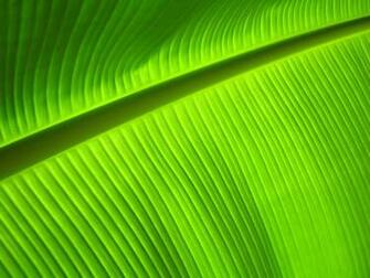 Banana Leaf Close Up Wallpaper