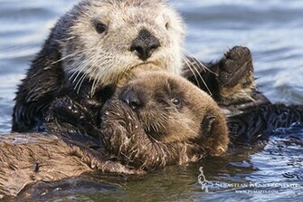 Cute Sea Otter Pup Wallpaper Image Pictures Becuo