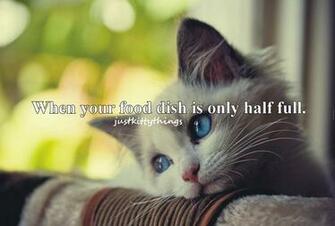Cat Meme Quote Funny Humor Grumpy Kitten Sad Mood Wallpaper Background