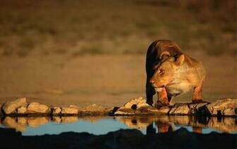 Lioness Wallpaper