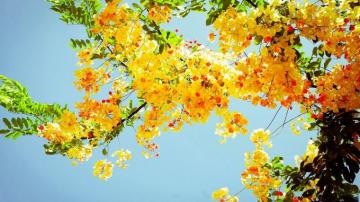 Summer Flowers Wallpaper Beautiful Desktop