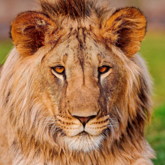 Lion Face Wallpaper