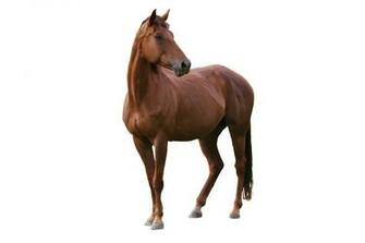 Horse White Background