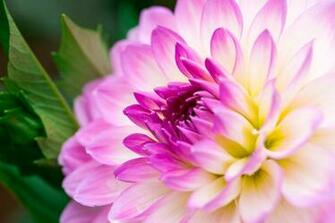 Dahlia Wallpaper HD