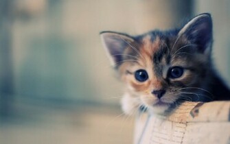 Cat Wallpaper HD Pictures One Background