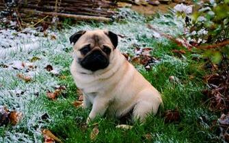 Pics Photos Pug Wallpaper Cute HD