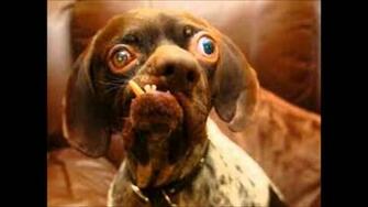 Ugly Dog Wallpaper