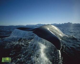 Blue Whales Wallpaper Image Amp Pictures Becuo