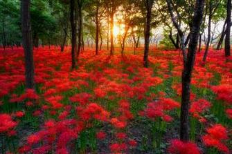 Most Beautiful Sunsets Flowers Field Nature Wallpaper