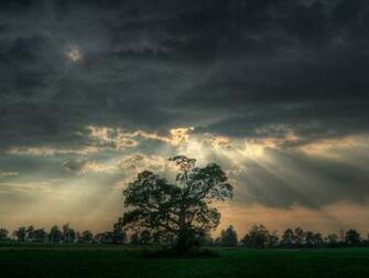 My Wallpaper Nature Blessed Tree