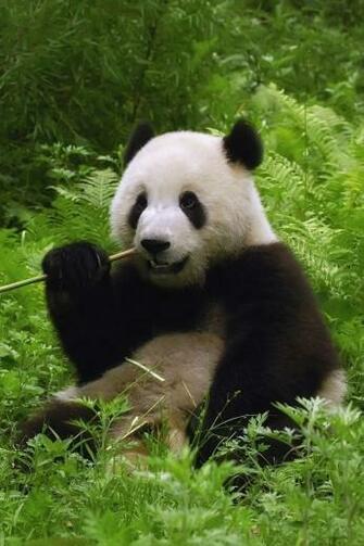 Cute Panda N01 iPhone Wallpaper Ipod Touch