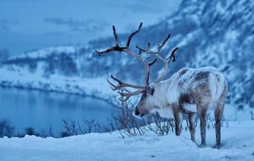 Wallpaper Winter Snow Deer Horns Reindeer Image For Desktop