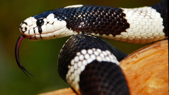 Awesome Super Snakes