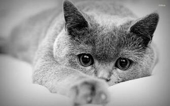 Black And White Cat Wallpaper
