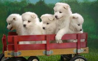 Net Samoyed Puppy Screensaver Whirlpool Wagonload Puppies Html