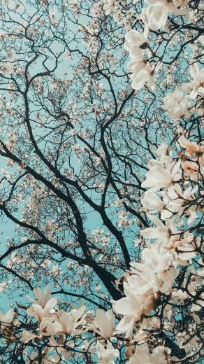 Primavera En Los Rboles Background Nature Wallpaper Flower