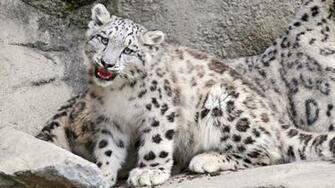 Snow Leopard Wallpaper Desktop HD