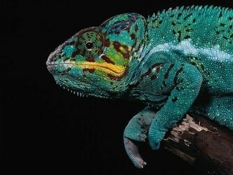 Lizards Wallpaper
