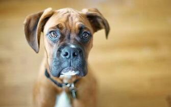 Boxer Dog Wallpaper