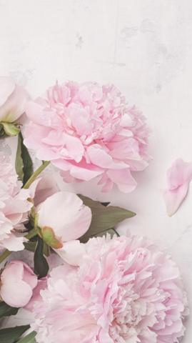 iPhone Wallpaper Flowers Photography Peony