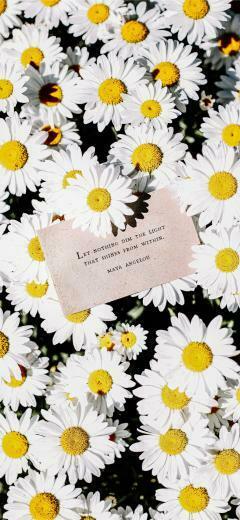 White Daisy Flowers iPhone Wallpaper