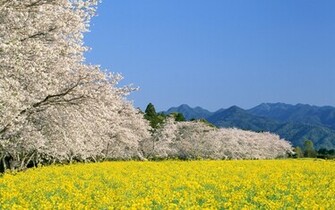 Wallpaper Japan Pack