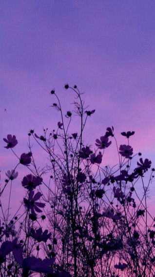 Purple Aesthetic iPhone Wallpaper On