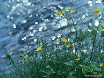 Wallpaper Nature Season Spring