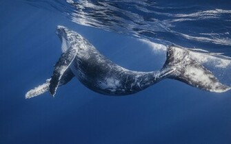 Whale Wallpaper High Definition
