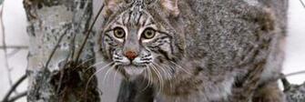 Bobcat HD Wallpaper Desktop 4k
