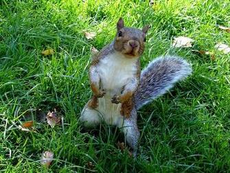 Whats Up Doc Squirrel Wallpaper Sharewallpaper