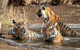 Sightseeing Places To See In Sundarbans National Park Sunderban