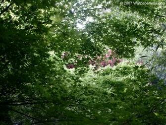 Japanese Maple Tree Wallpaper HD Background Image Pictures
