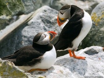 Puffin Picture Animal Wallpaper National Geographic Photo Of The