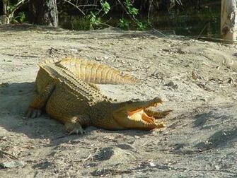 Salt Water White Crocodile Wallpaper 123mobilewallpaper