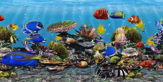 Aquarium Fish Tank Wallpaper