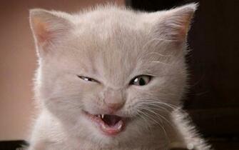 Cute Kitten Kittens Wallpaper