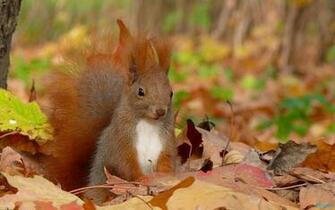 Cute Squirrel With Leaves Wallpaper