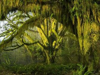 Mossy Maples 2c Hoh Rain Forest V2 Jpg