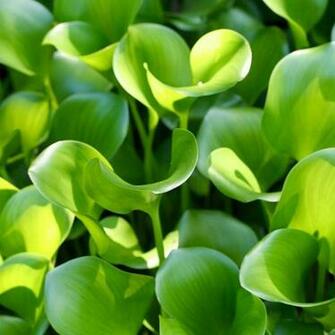 iPad Wallpaper St Patrick S Day For