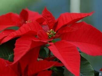 Flower Poinsettia The Christmas Plant Picture