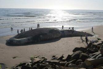Beach Whale Rocks People Wallpaper Hq