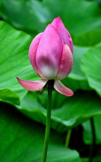 Lotus Flower HD Desktop Wallpaper Series I HDwallpaperbackground